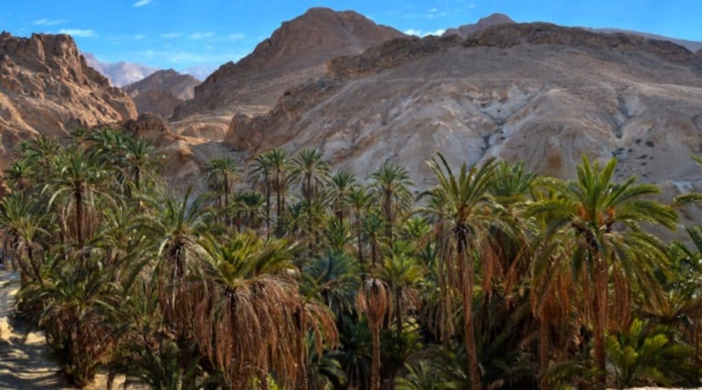 Oasis de Nefta.jpg