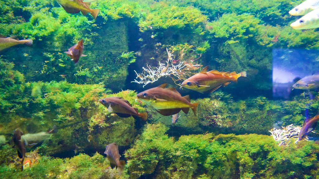 Acuario La Rochelle ofreciendo vida marina