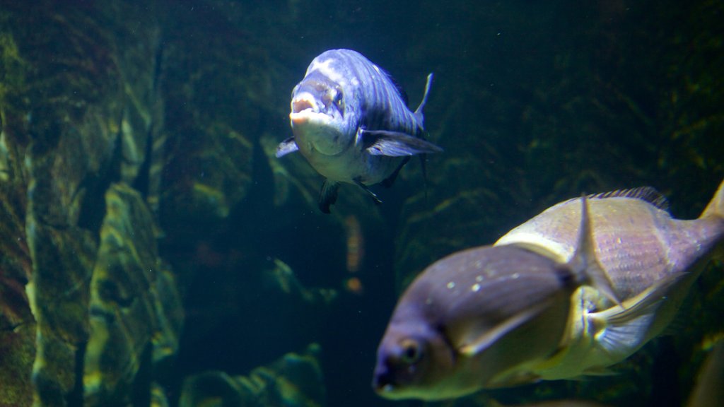 Aquarium La Rochelle which includes marine life