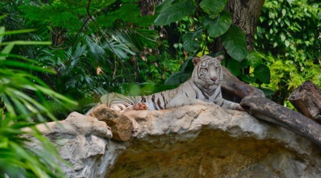 Tigre blanc du Bengal.jpg