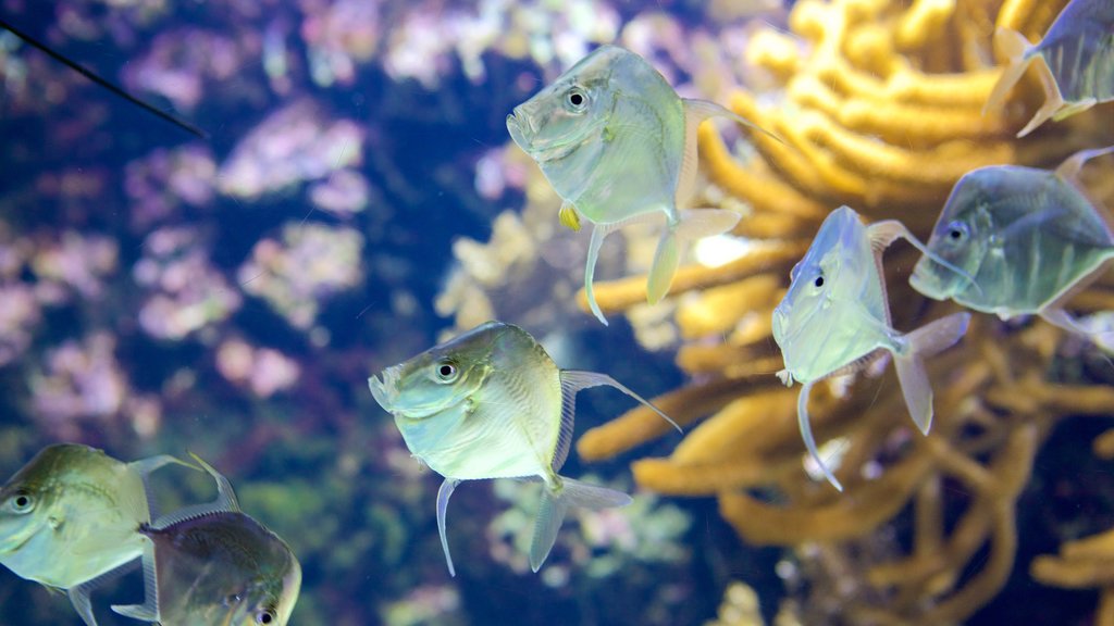 Acuario La Rochelle que incluye vida marina