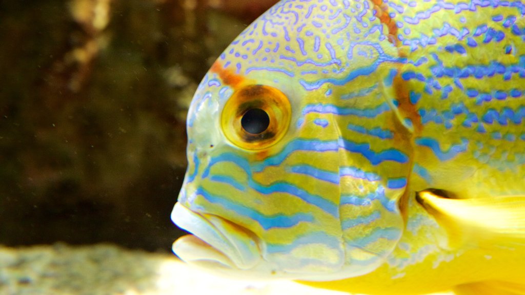 Musée Aquarium de Nancy montrant vie marine