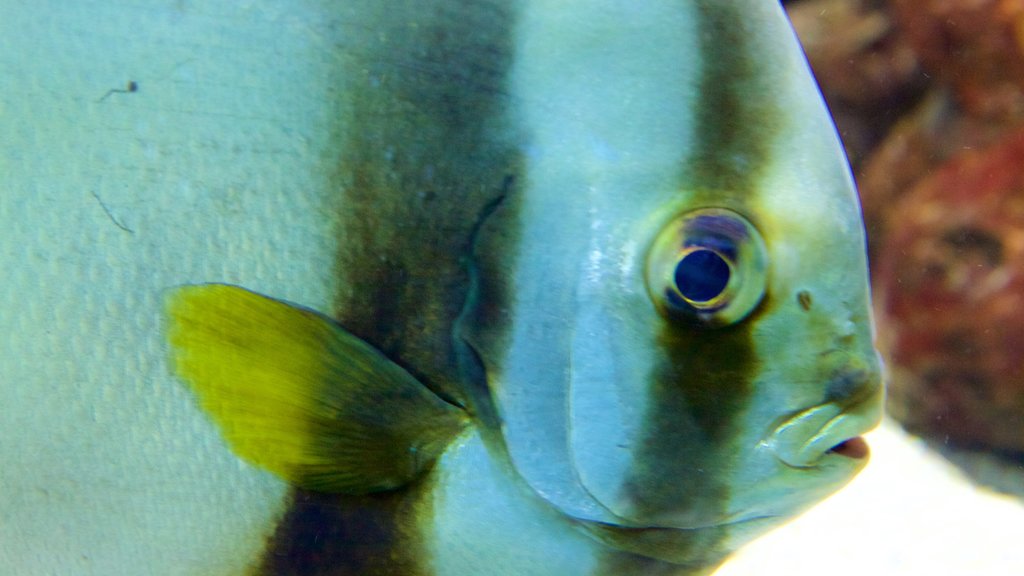 Musée Aquarium de Nancy montrant vie marine