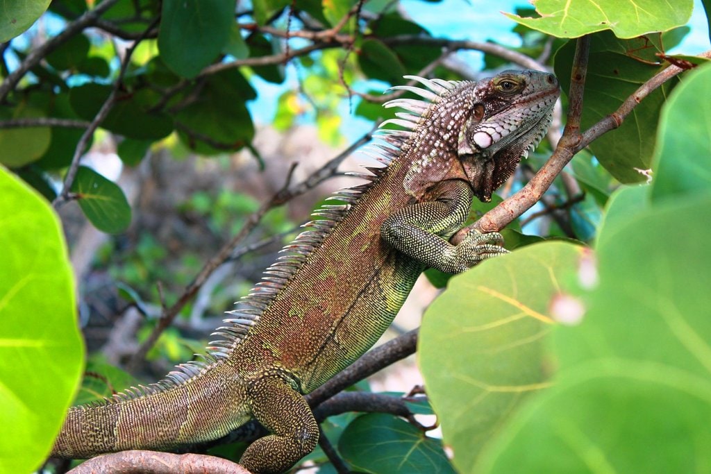 iguane DP.jpg