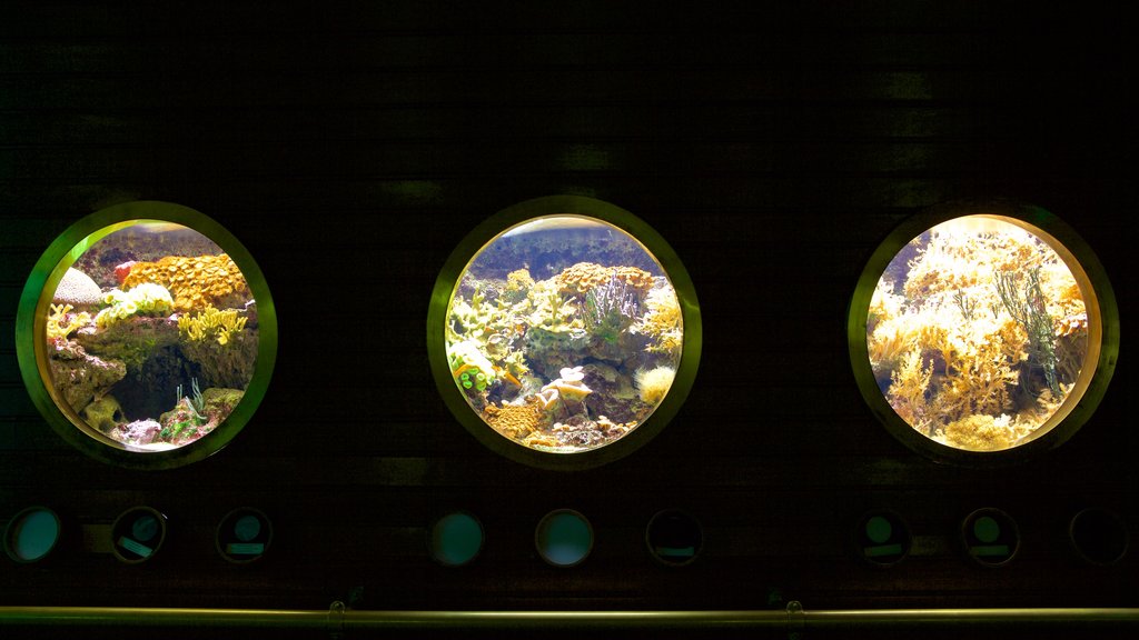 Musée Aquarium de Nancy que incluye vida marina