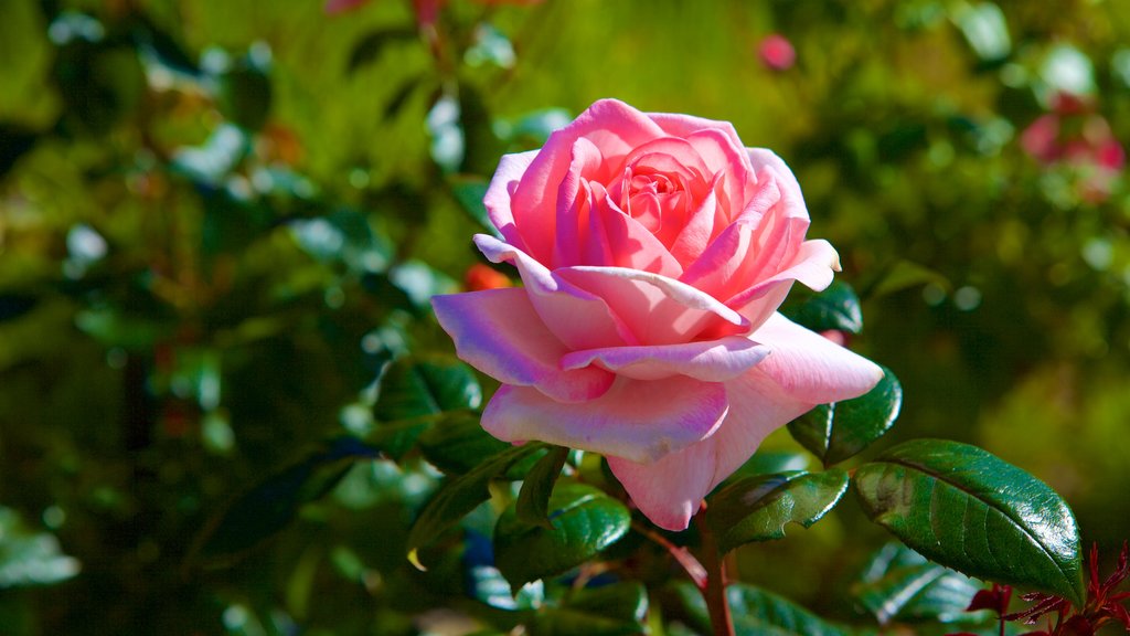 Thabor Botanic Gardens showing flowers