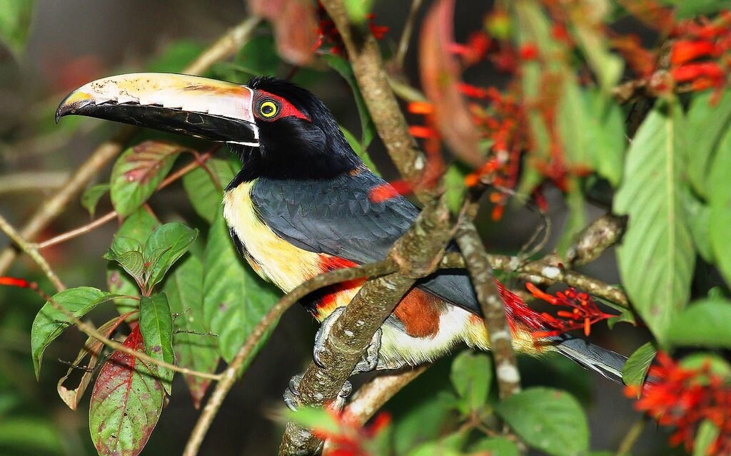 Pteroglossus-torquatus Mdf CC BY-SA 3.0.jpg