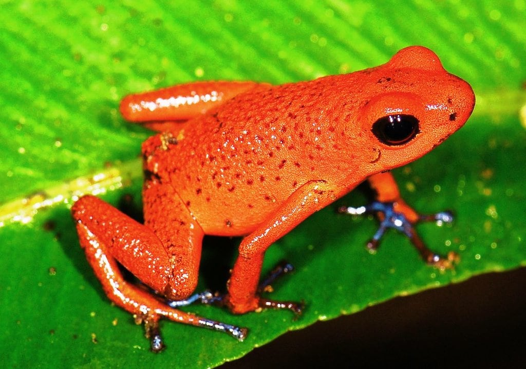 Strawberry_poison_frog Marshal Hedin CC BY 2.0.jpg