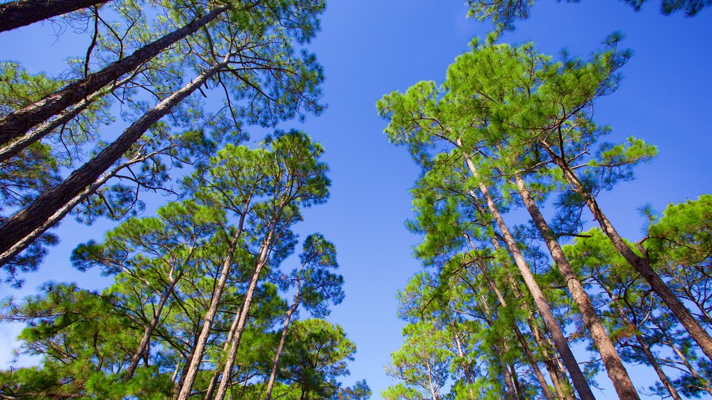 St. Andrews State Park which includes forests