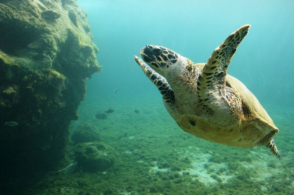 La Réunion tortue kélonia Thierry Caro CC BY SA 3.0.JPG