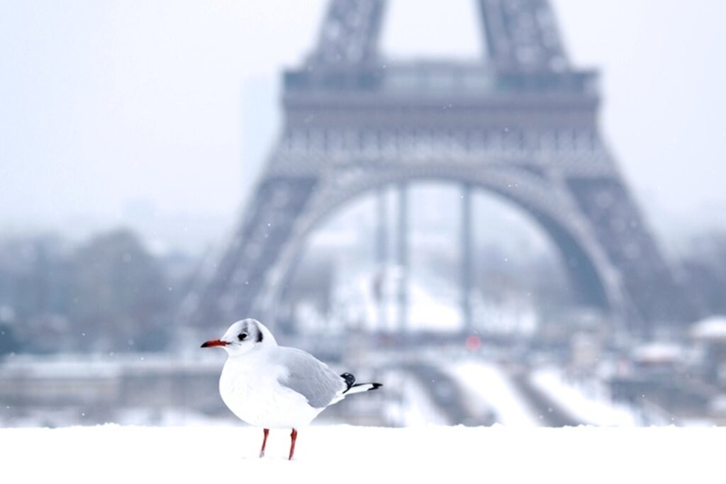 Black-headed_gull_in_the_snow_Eiffel_Tower_2013-01-20_n01.jpg