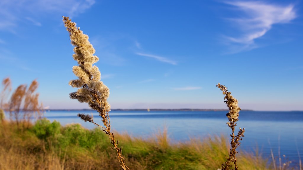 Upper Grand Lagoon showing tranquil scenes and a lake or waterhole