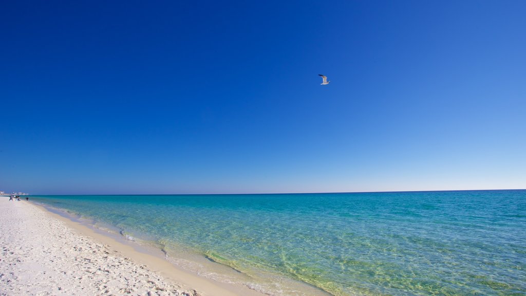 Henderson Beach State Park featuring a sandy beach