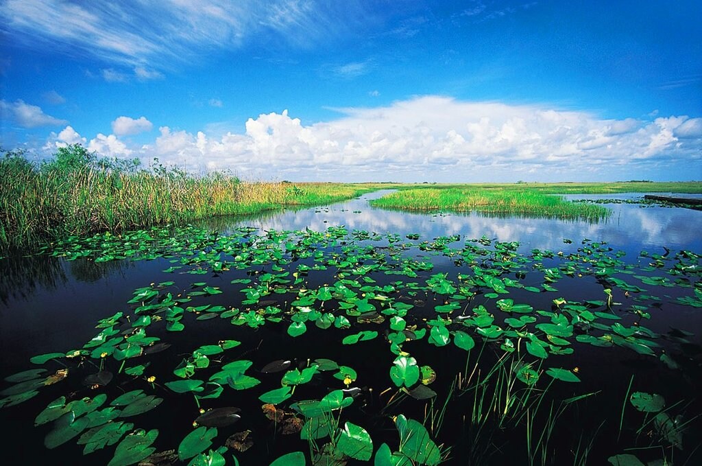 Everglades Getty Images.jpg