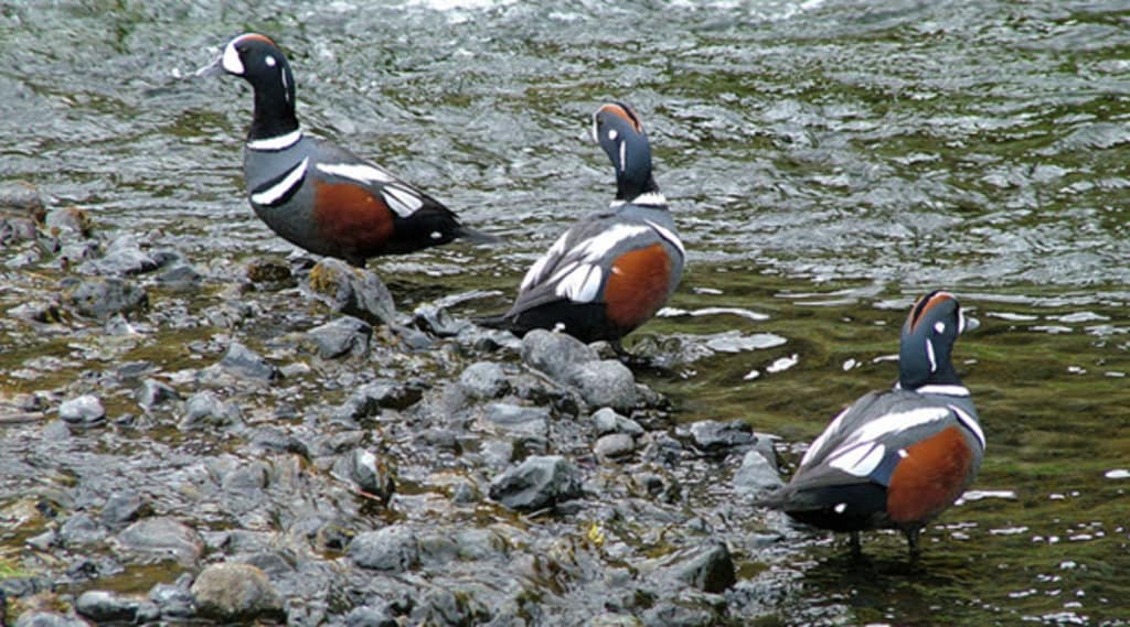 l'arlequin plongeur iceland.jpg