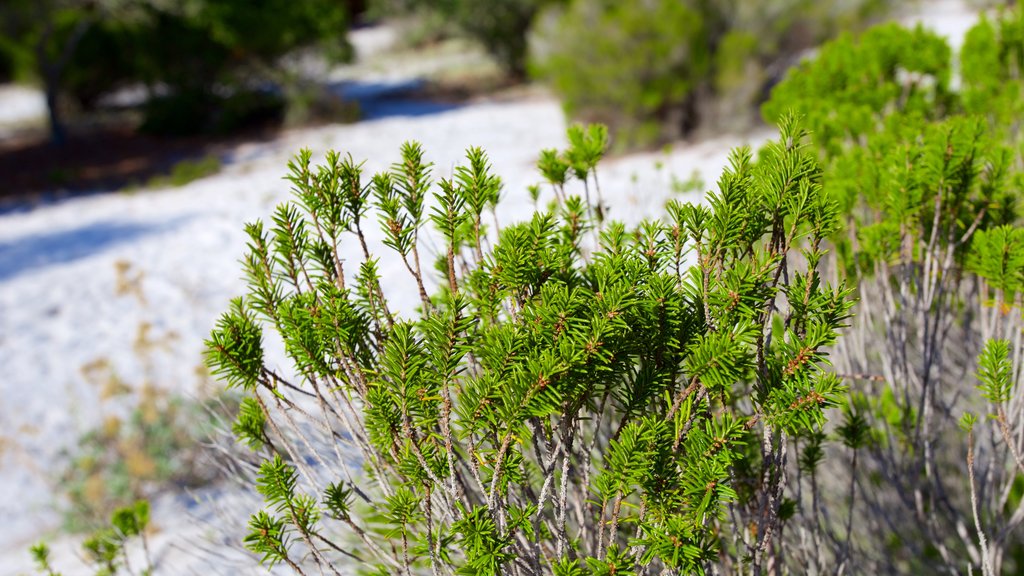 St. Andrews State Park ofreciendo escenas tranquilas