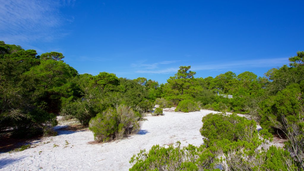 St. Andrews State Park mostrando florestas e cenas tranquilas