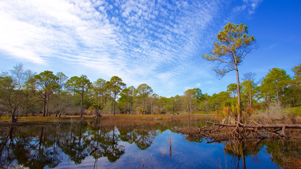 St. Andrews State Park mostrando situaciones tranquilas, bosques y un lago o laguna