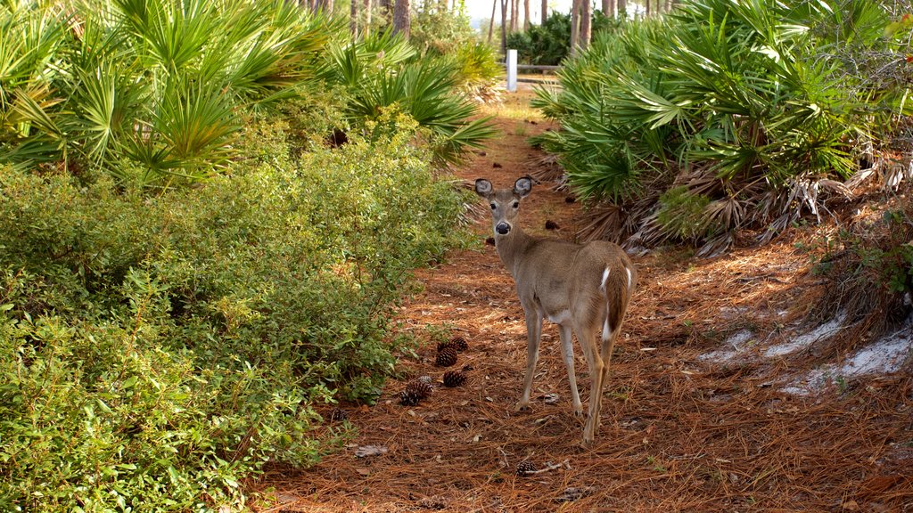 St. Andrews State Park ofreciendo un parque y animales terrestres