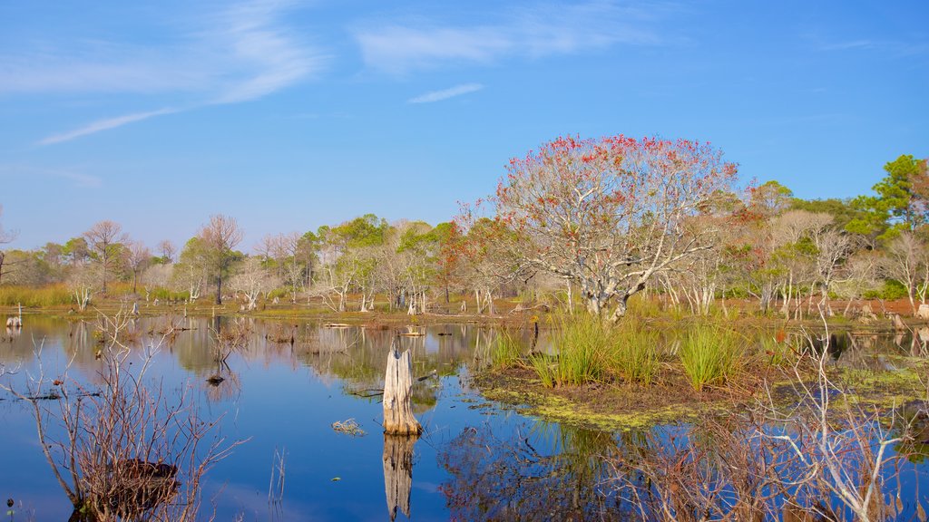 St. Andrews State Park mostrando escenas tranquilas y humedales