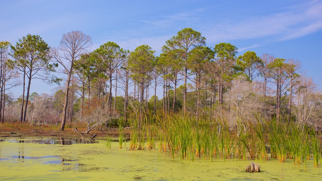 St. Andrews State Park que incluye escenas tranquilas y pantano