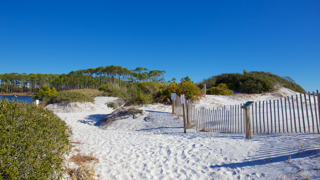 Grayton Beach mostrando una playa de arena