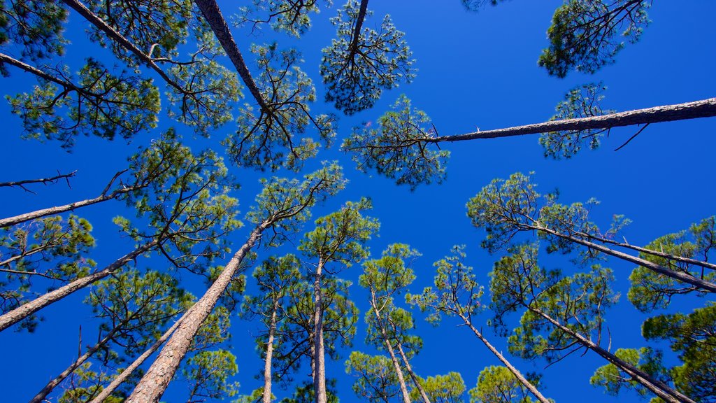 Grayton Beach ofreciendo imágenes de bosques