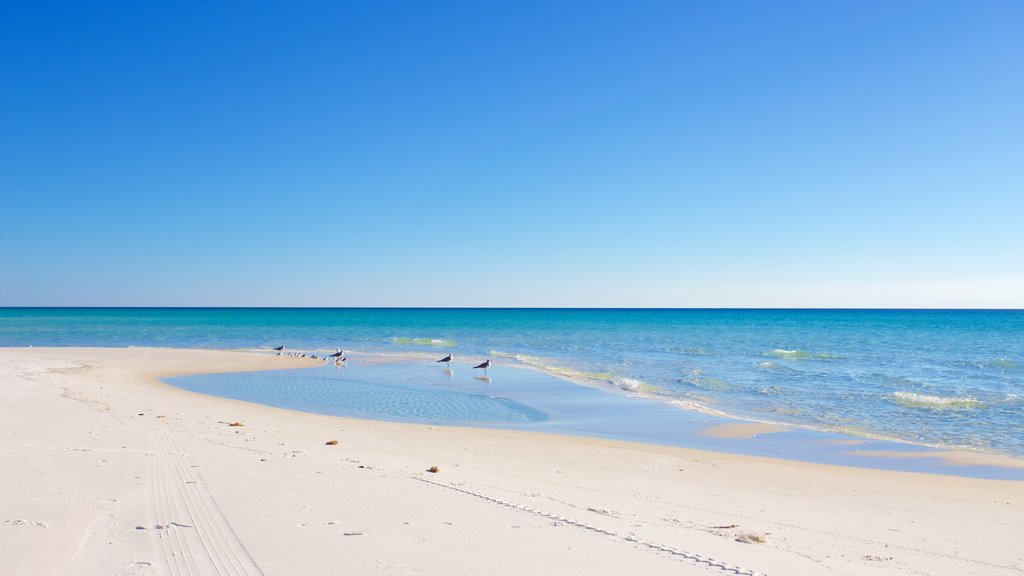 Grayton Beach showing a beach