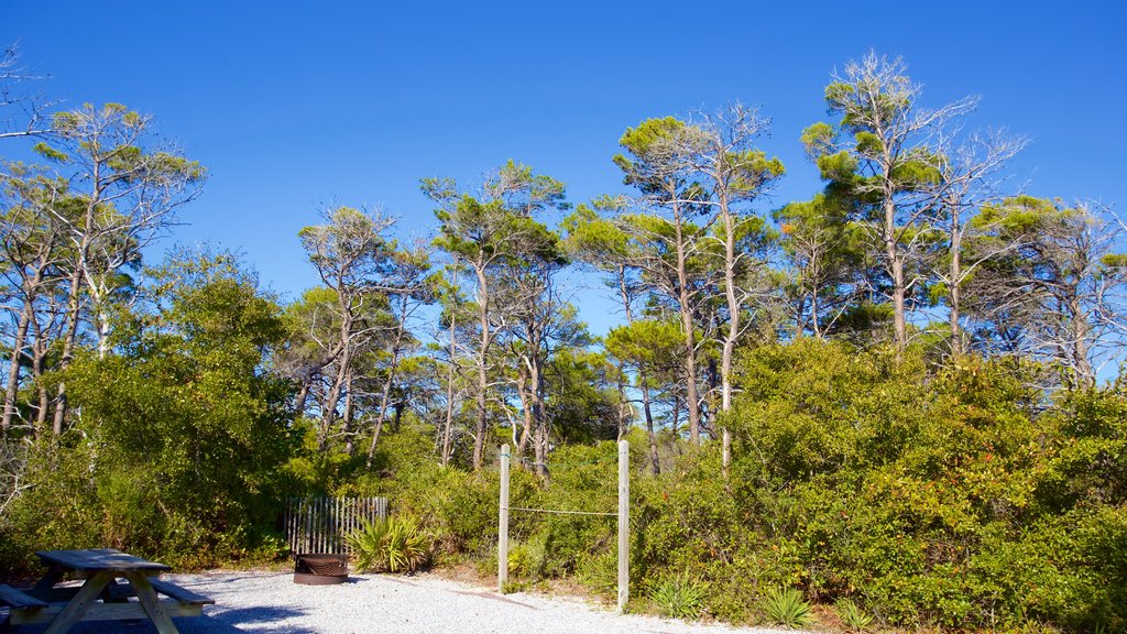 Henderson Beach State Park que inclui um jardim e florestas