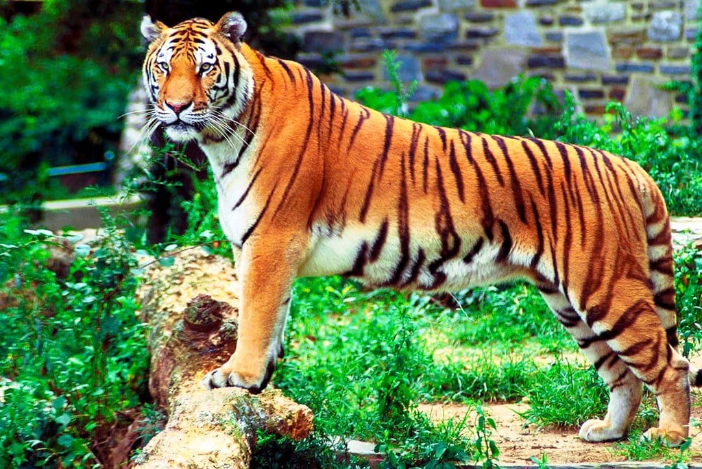 Tigre Bengale DP.jpg