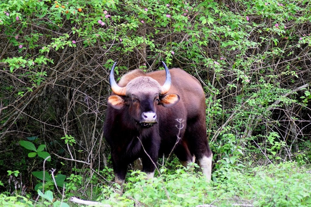 Bandipur_National_Park,_Karnataka,_Bison.jpg