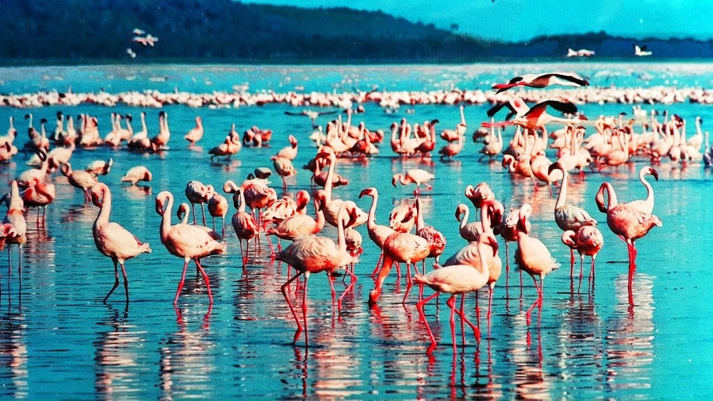 pink-flamingo Nakuru DP.jpg