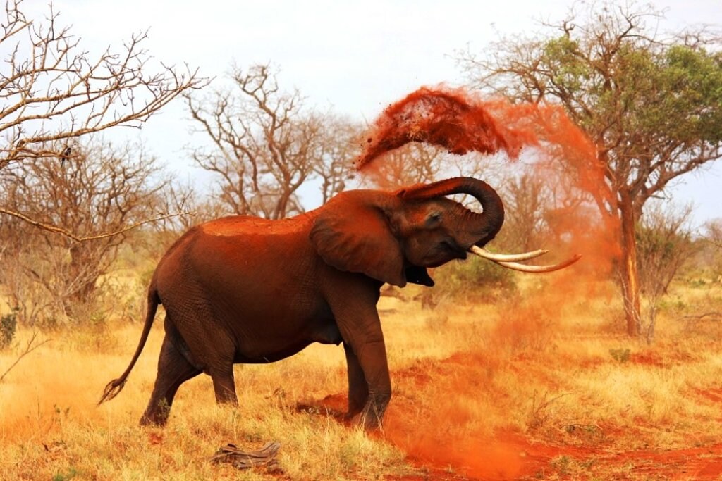 Africa-African-Elephant-Tsavo-Kenya-Elephant DP.jpg