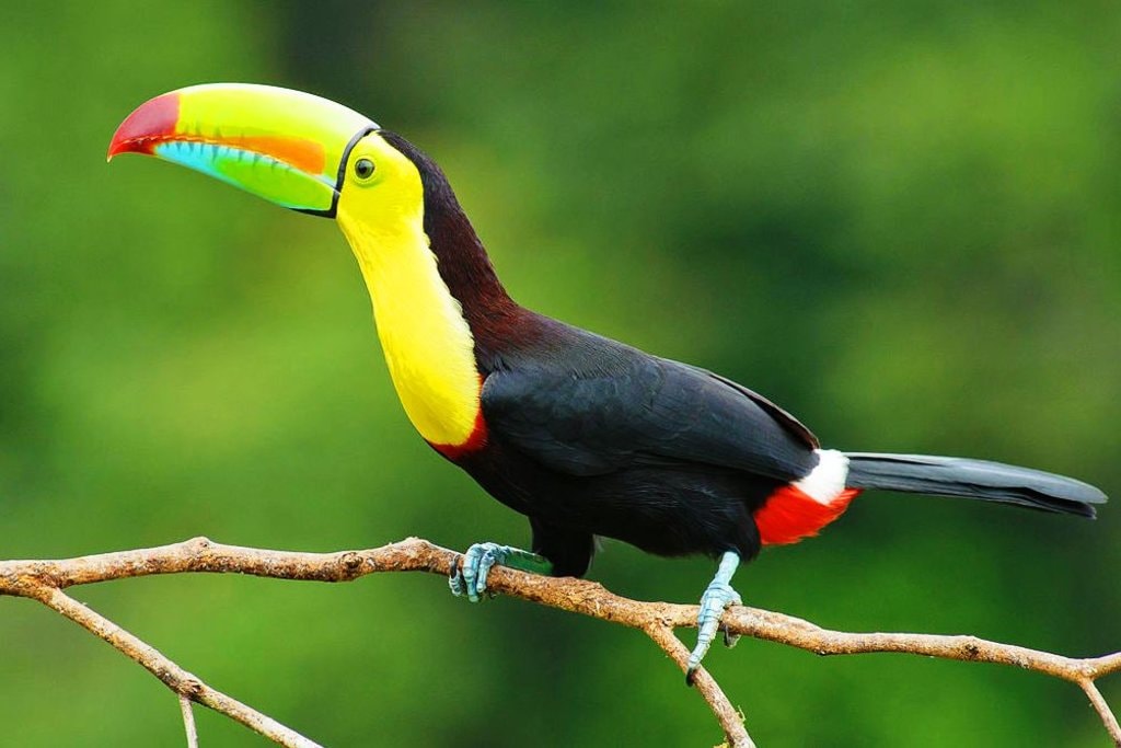 toucan_costa_rica Ttschleuder CC BY-SA 3.0.jpg