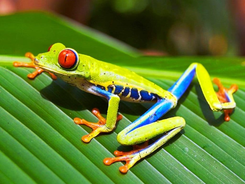 Red_eyed_tree_frog DP.jpg