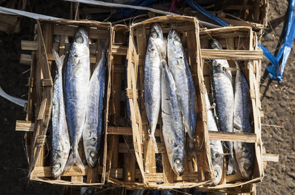 fish bali.jpg