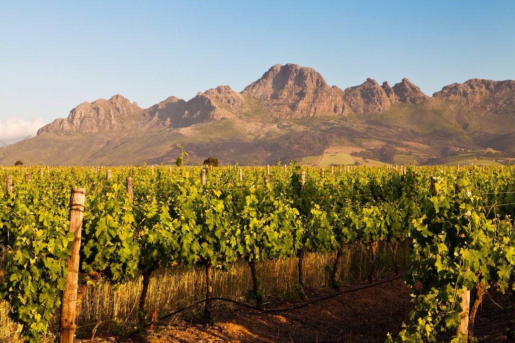vignes afrique du sud.jpg