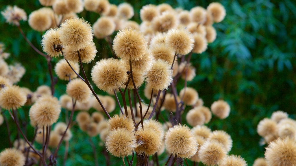 Botanische tuin van de universiteit