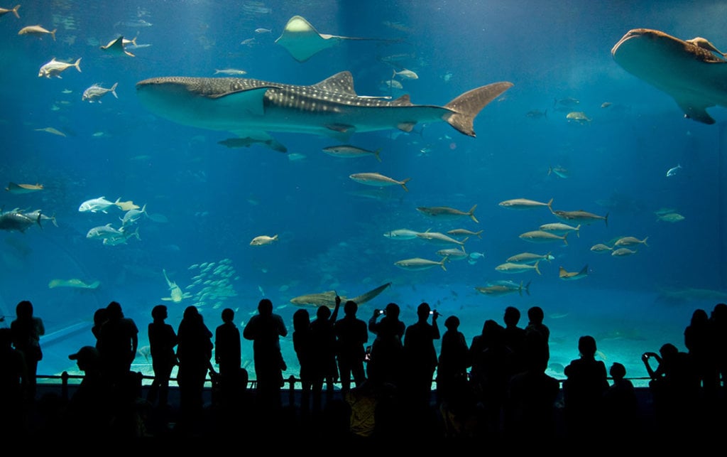 aquarium-EDAM.jpg