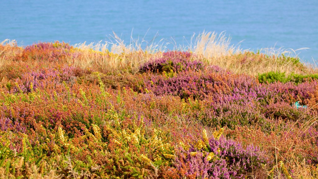 Hengistbury Head que incluye flores silvestres