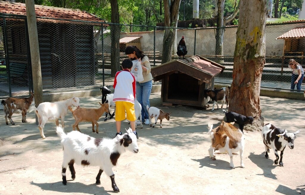 Napoli Zoo Antonio Manfredonio CC BY-SA 2.0.jpg