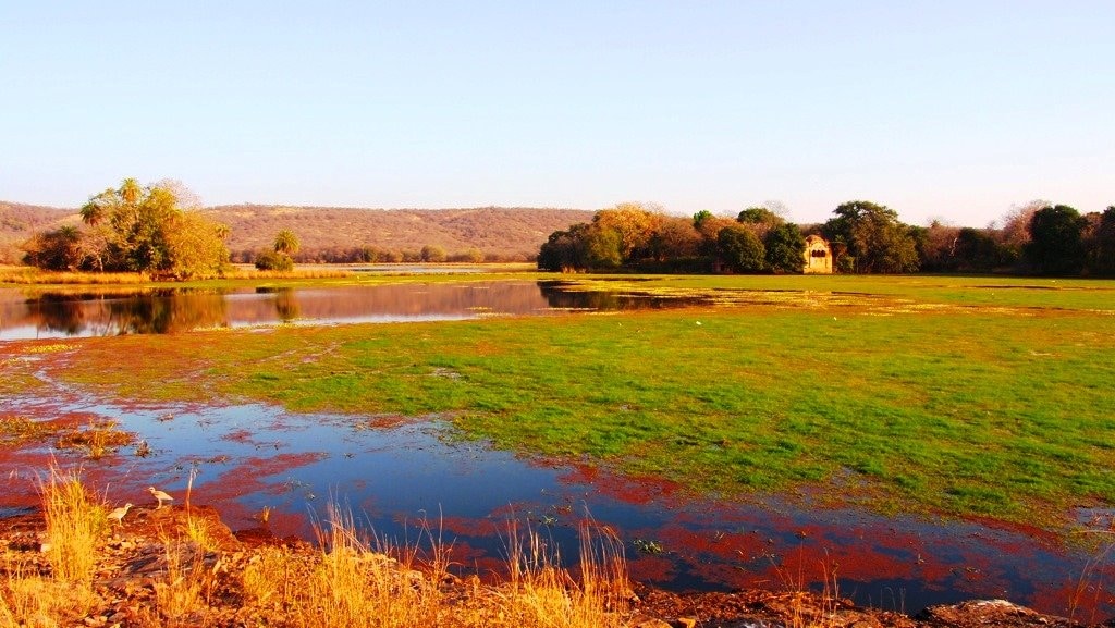 Ranthambore bjoern CC BY 2.0.jpg