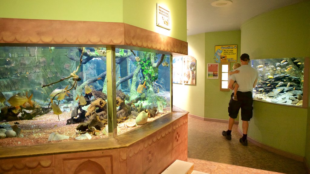 Oceanarium caracterizando vida marinha assim como um homem sozinho