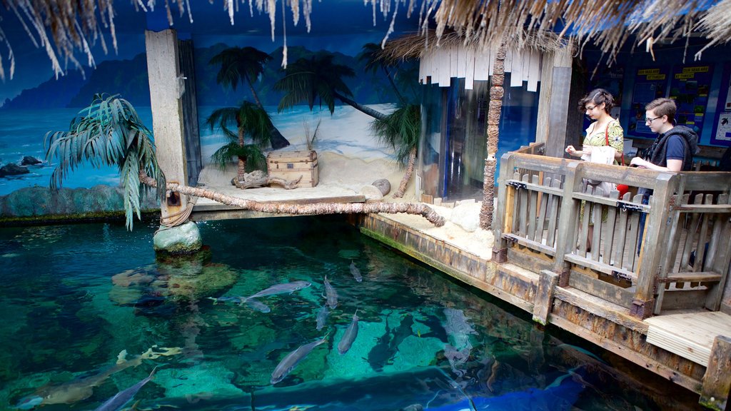 Oceanarium que incluye vida marina y también una pareja