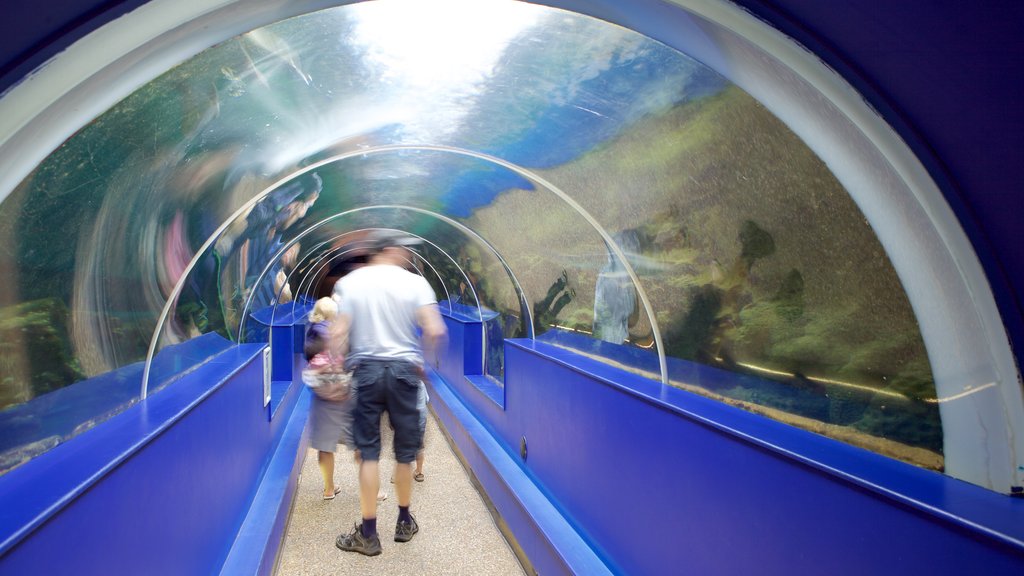 Oceanarium showing marine life as well as a small group of people