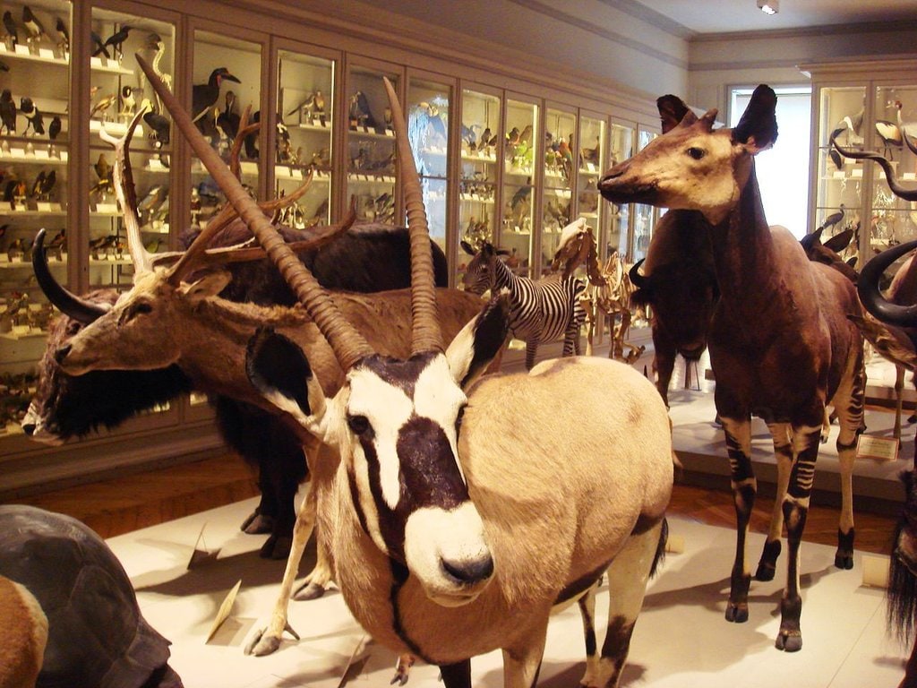 Museum_Histoire_Naturelle PHGCOM CC BY-SA 3.0.jpg