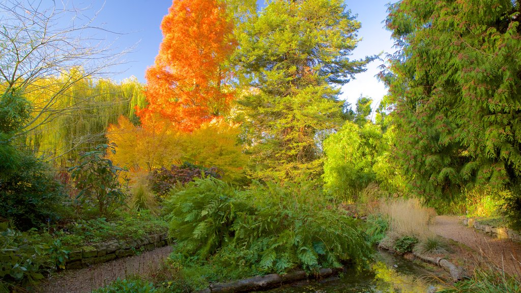 University Botanic Gardens mostrando folhas de outono e um jardim