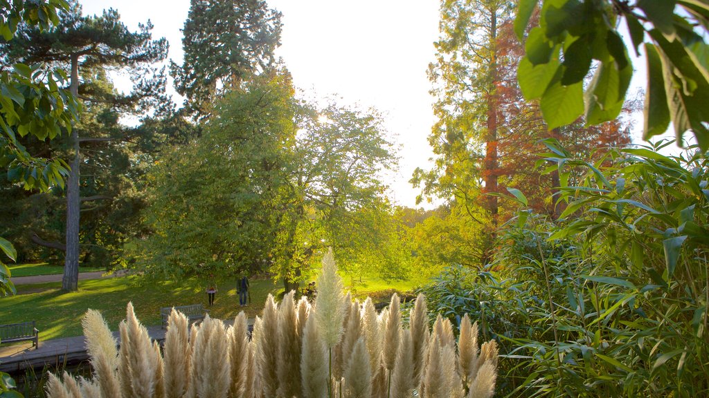 University Botanic Gardens showing a park