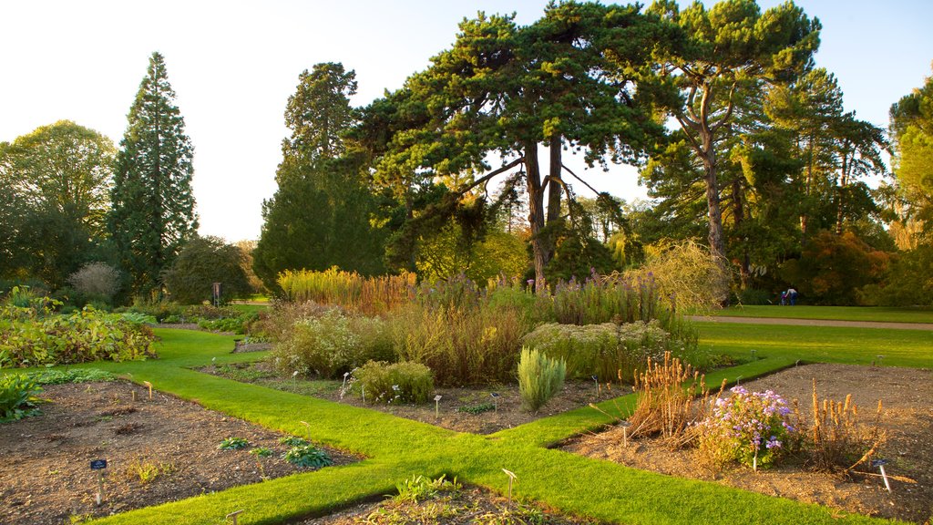 University Botanic Gardens showing a garden