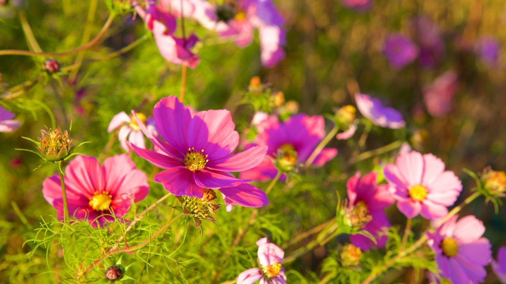 University Botanic Gardens que inclui flores